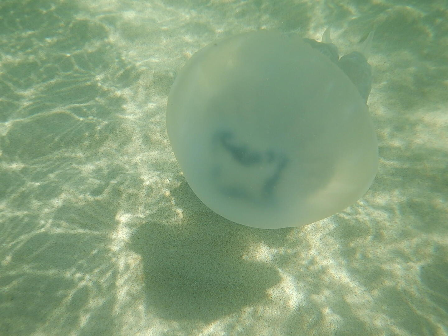 Черноморское - это курортный городок на западном берегу Крыма. Здесь одно из самых экологически чистых мест в Крыму