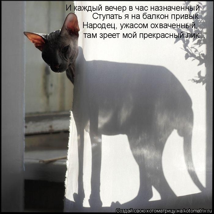 Немного кошачьего экстрима (слабонервным не смотреть!)