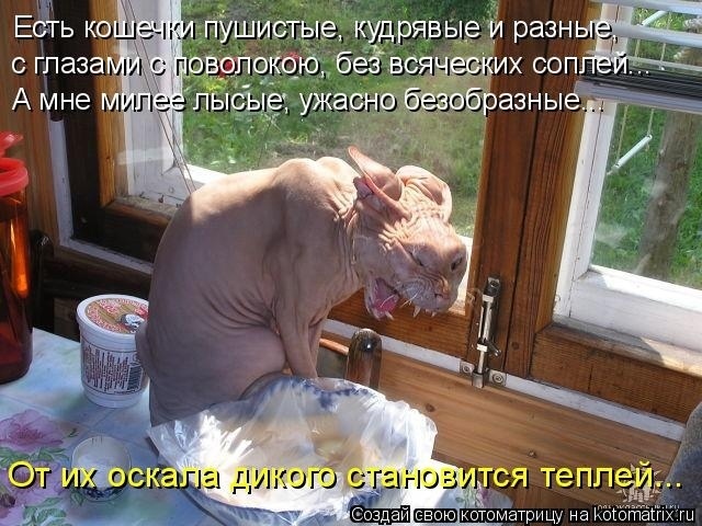 Немного кошачьего экстрима (слабонервным не смотреть!)