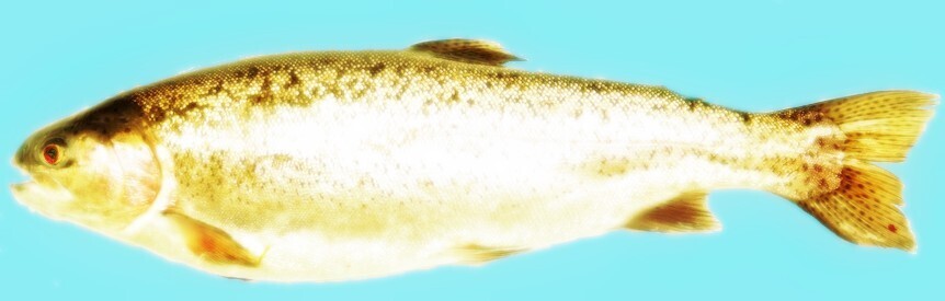 Полезная и опасная рыба на нашем столе.