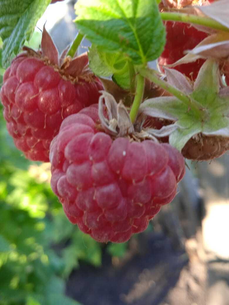 Малиновое дерево: что это за чудо