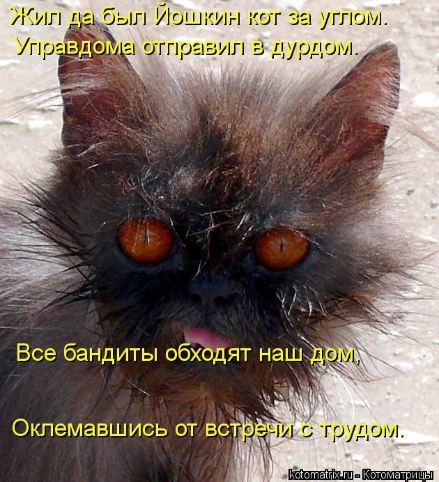 Немного кошачьего экстрима (слабонервным не смотреть!)