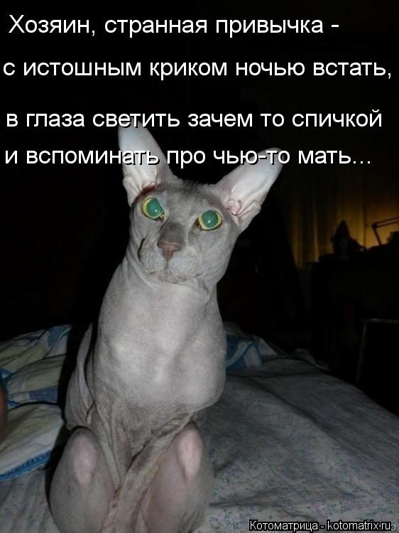 Немного кошачьего экстрима (слабонервным не смотреть!)