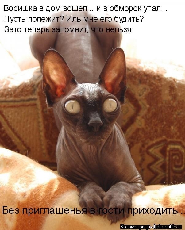 Немного кошачьего экстрима (слабонервным не смотреть!)