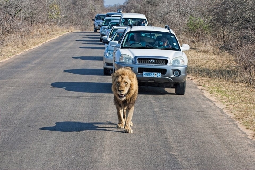 Подборка редких и смешных фото животных