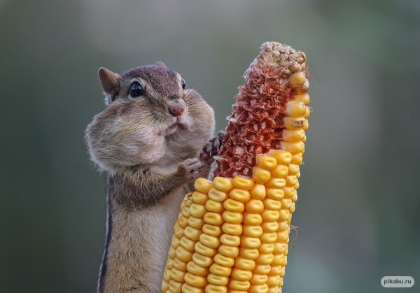 Подборка редких и смешных фото животных