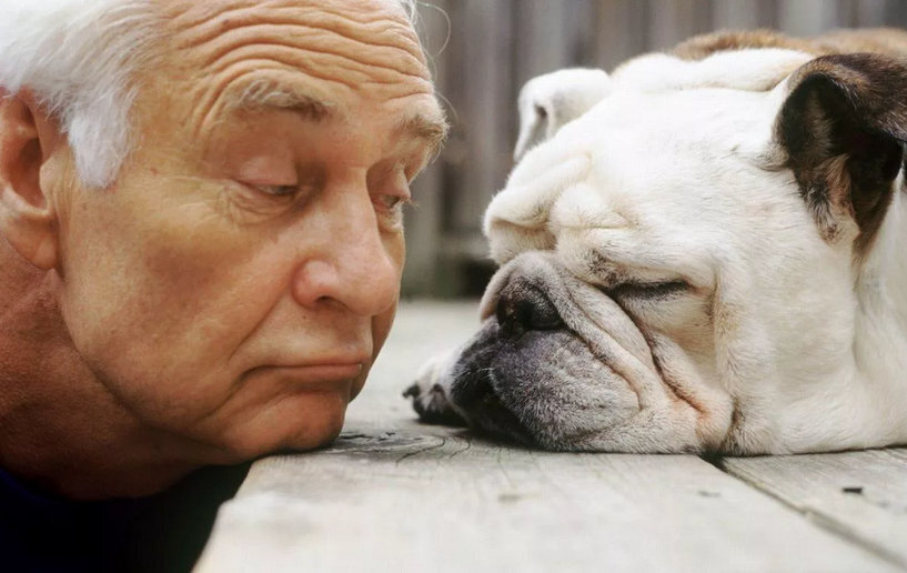 Лучшие породы собак для пенсионеров: подборка ТОП-5 питомцев для пожилых, собаки которые лечат и веселят