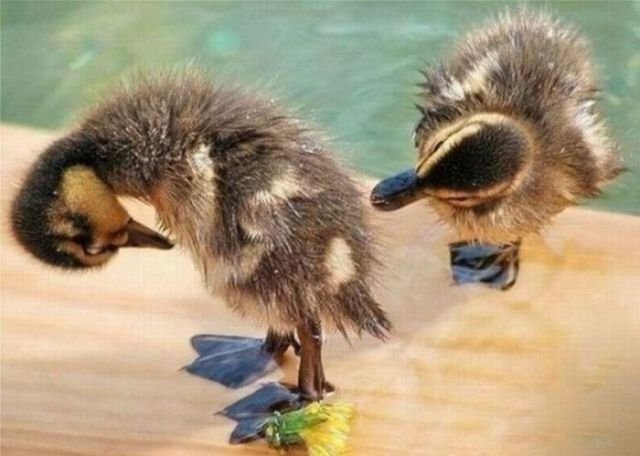 Подборка редких и смешных фото животных