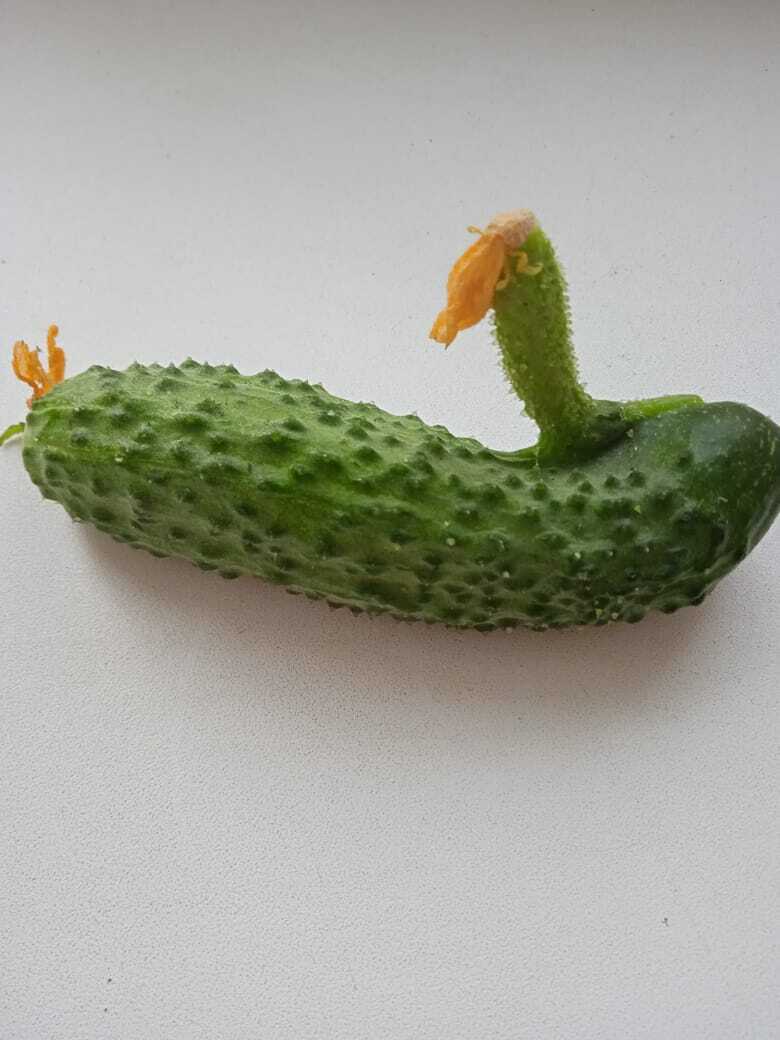 Чудеса природы. Ягодно-овощная подборка чудес природы.