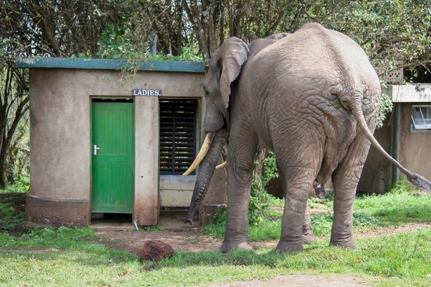 Подборка редких и смешных фото животных