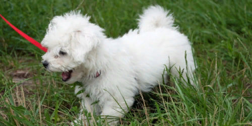 Лучшие породы собак для пенсионеров: подборка ТОП-5 питомцев для пожилых, собаки которые лечат и веселят