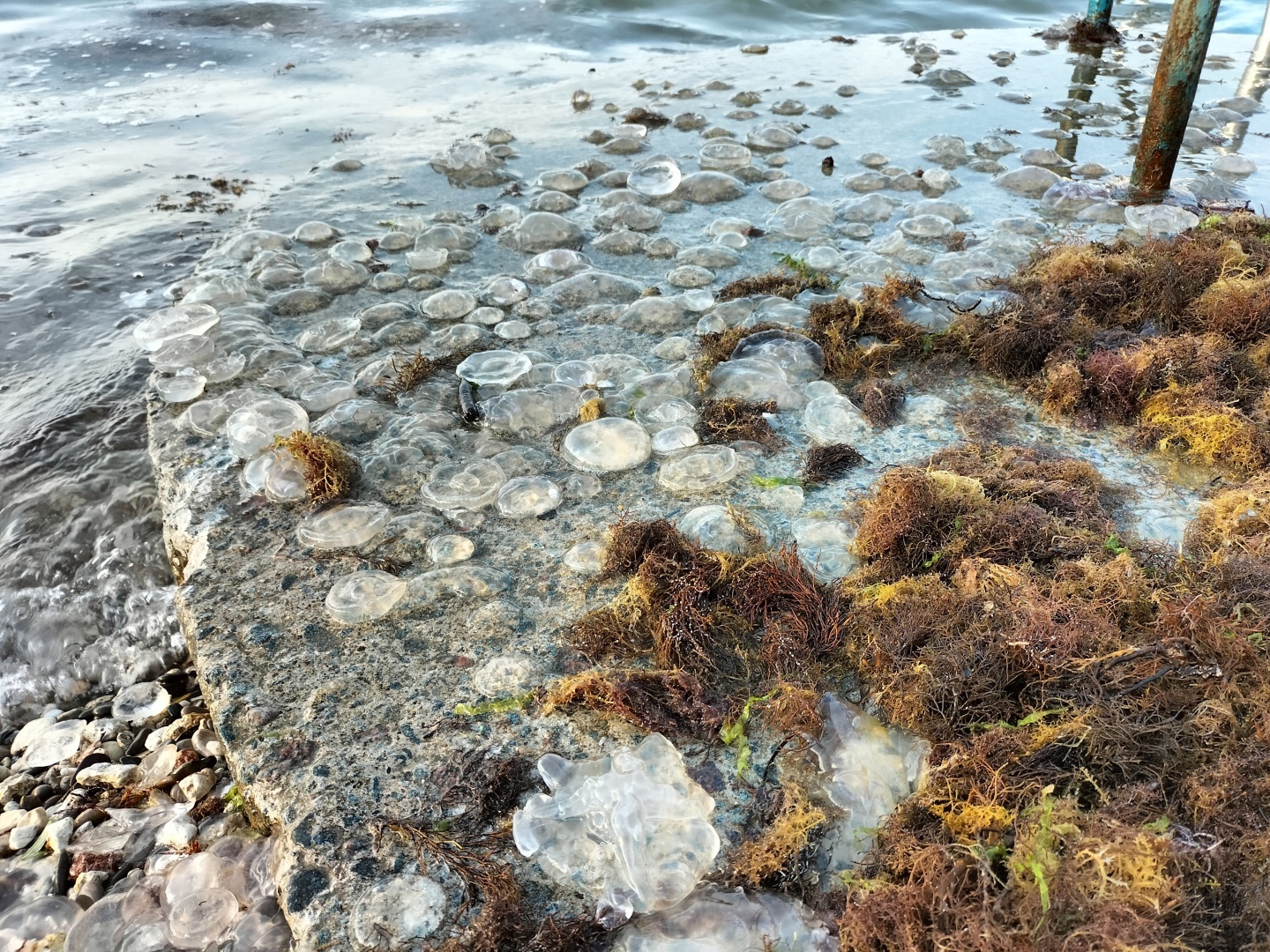 Мы в шоке! Грязь, хамство и цены - честный отзыв о пляже в Крыму, куда не рекомендую ходить - Аквамарин