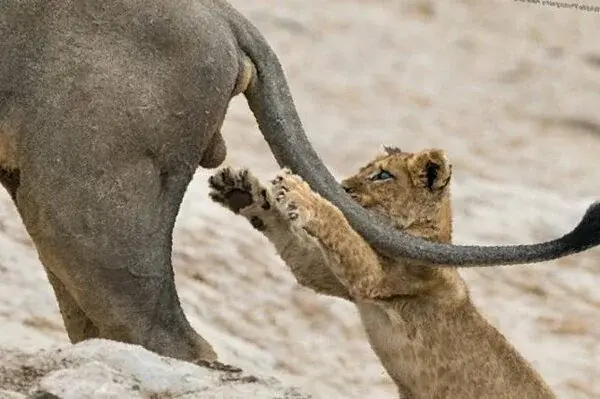 Подборка редких и смешных фото животных