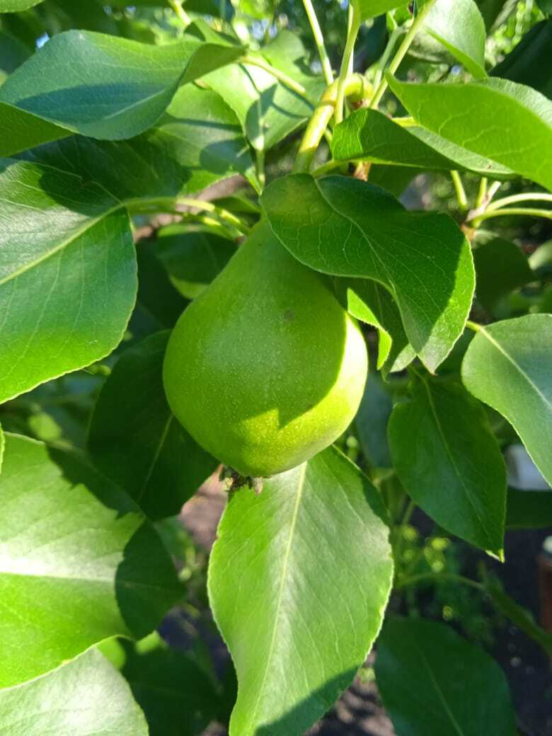 Колоновидная груша- компактное решение для фруктового сада