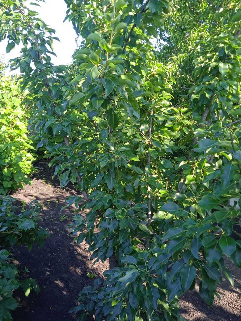 Колоновидная груша- компактное решение для фруктового сада