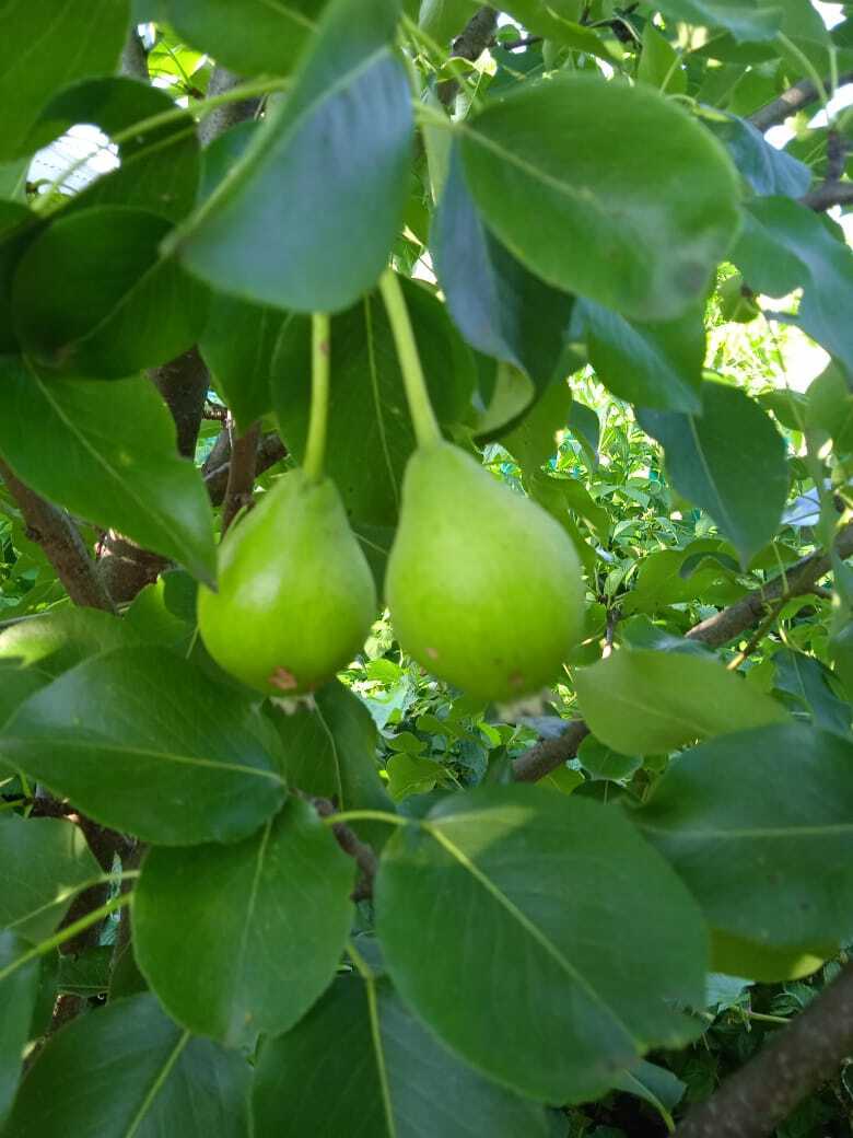 Колоновидная груша- компактное решение для фруктового сада