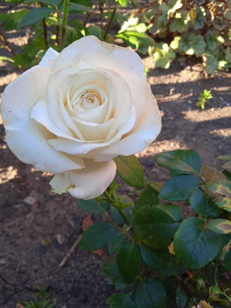 Цветочная экскурсия. Июльская красота. Продолжение. Часть четвертая.