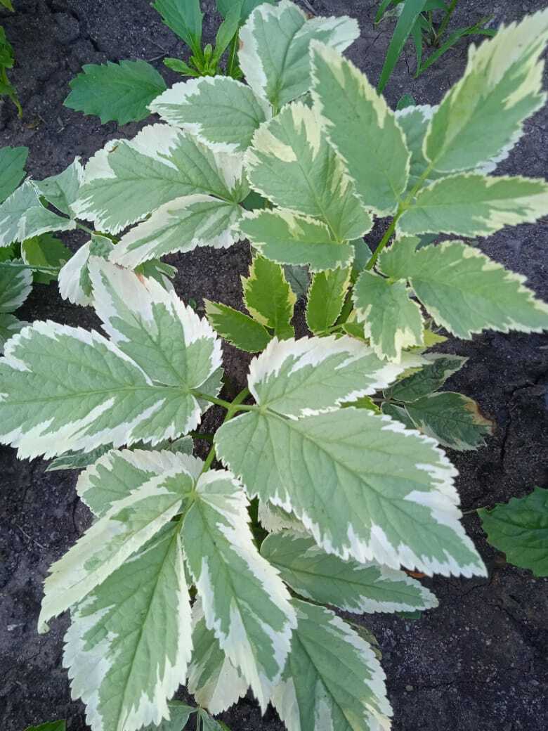 Цветочная экскурсия. Июльская красота. Продолжение. Часть четвертая.