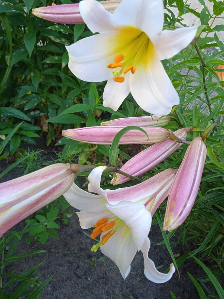 Цветочная экскурсия. Июльская красота. Продолжение. Часть четвертая.