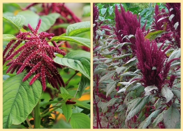 Амарант. Растение-кладезь пользы.Что нужно знать о выпечке из амарантовой муки без глютена