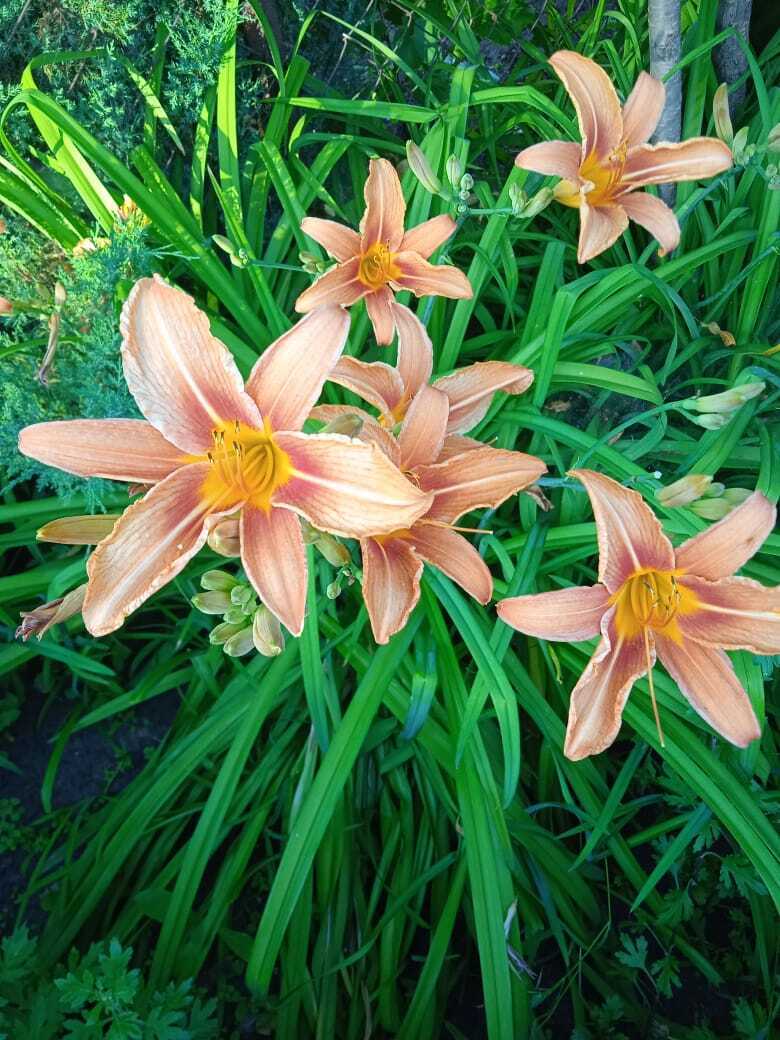 Цветочная экскурсия. Июльская красота. Продолжение. Часть четвертая.