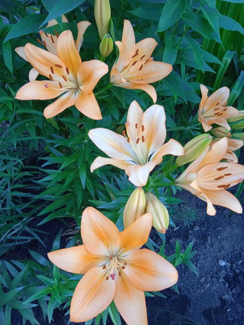 Цветочная экскурсия. Июльская красота. Продолжение. Часть четвертая.