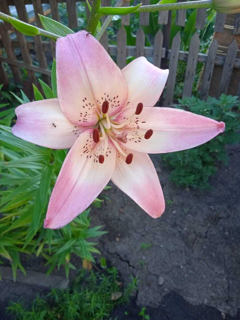 Цветочная экскурсия. Июльская красота. Продолжение. Часть четвертая.