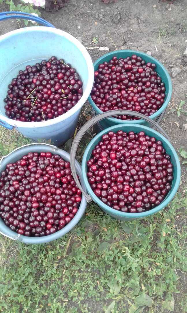 Вишневый сад