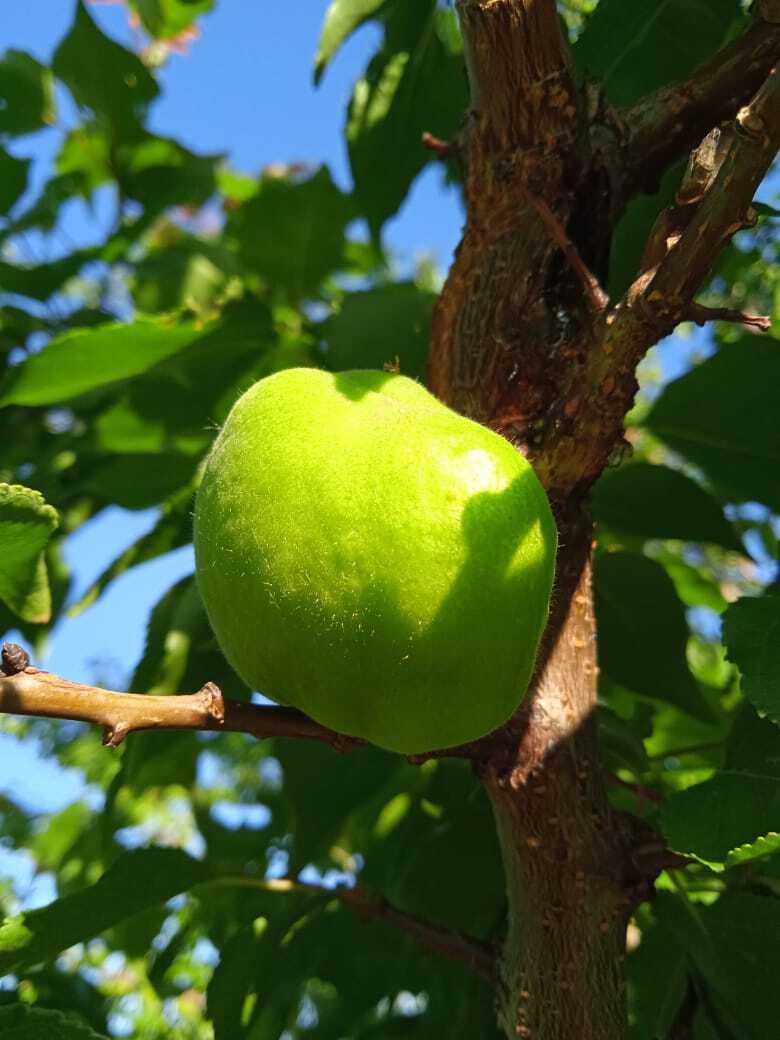 Краснощекий абрикос: размер имеет значение