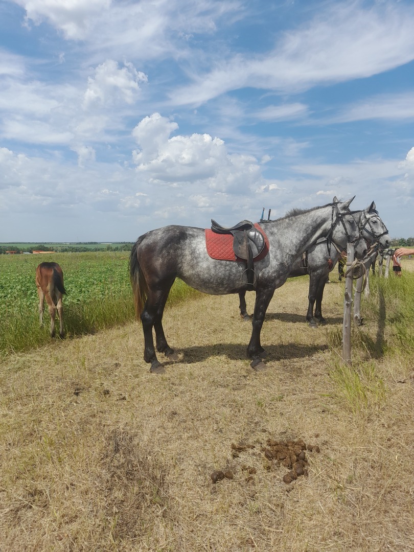 Возрождение конных скачек в деревне