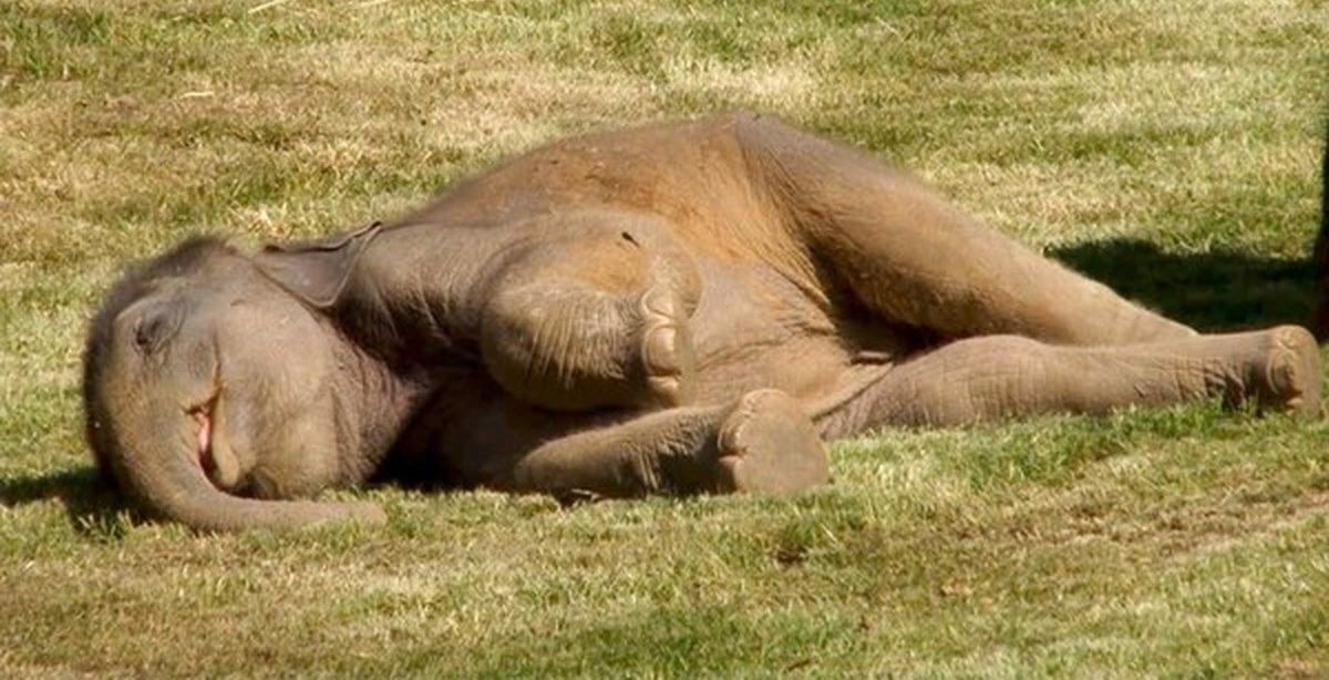 Разбудите мне ребенка! Слониха попросила помощи - смотрите видео