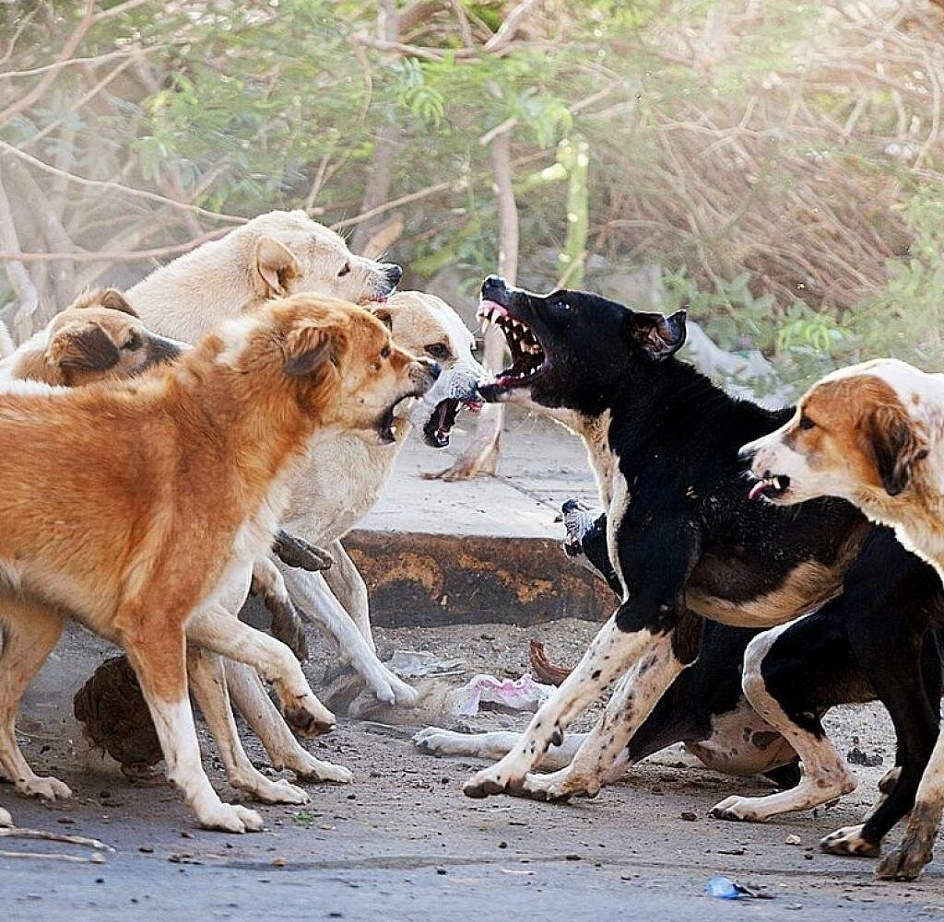 Четырехлапые, хвостатые хулиганы! Администрация заплатит за ремонт «Лексуса», пострадавшего от «бесчинства», учиненного бродячими собаками