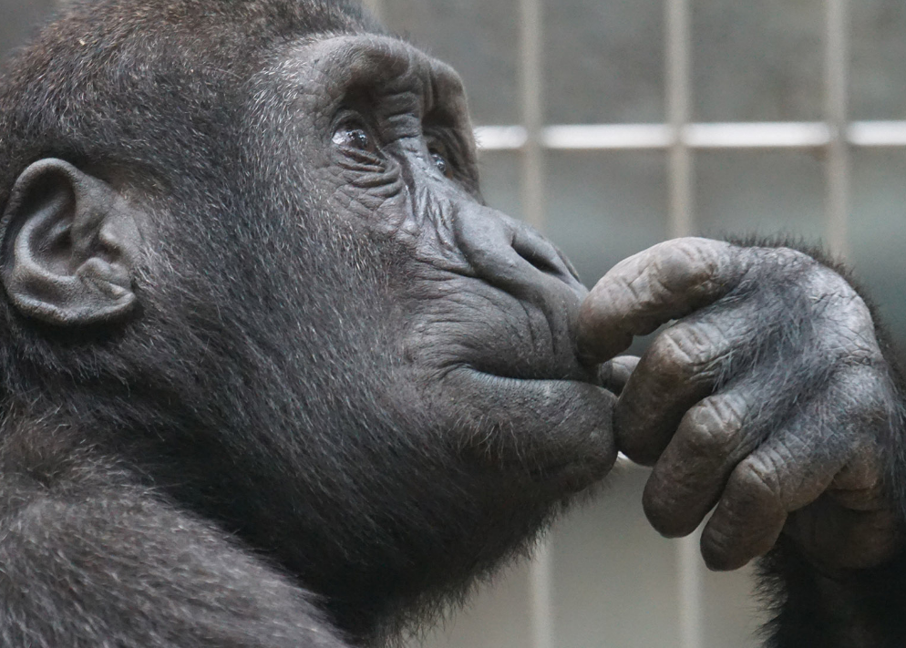 Опрос дня – 12.07.2022. Вы боитесь заразиться оспой обезьян?