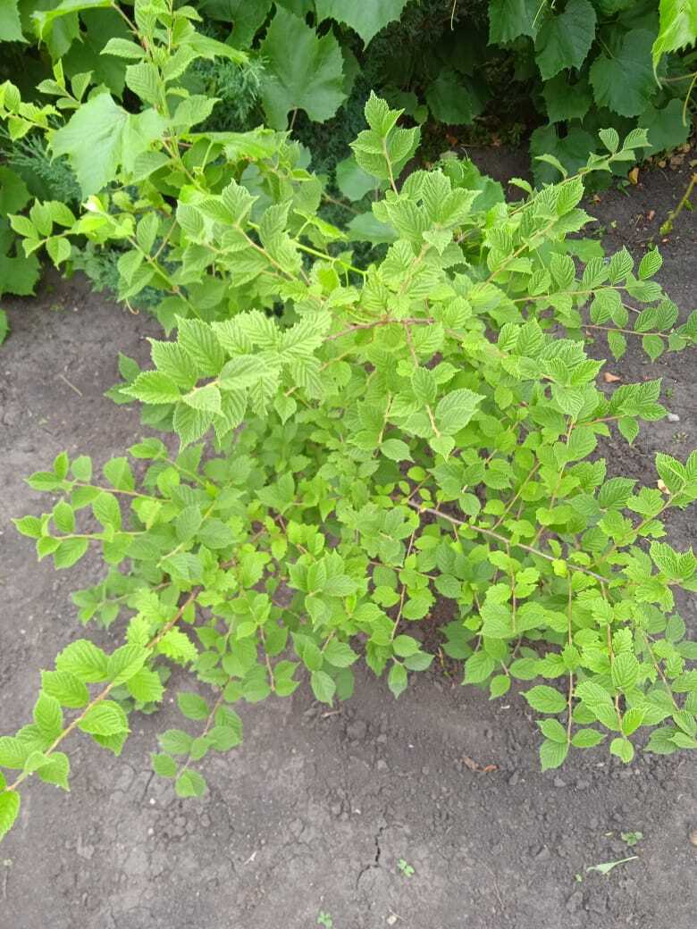 Войлочная вишня - вкусная декоративная экзотика моего сада