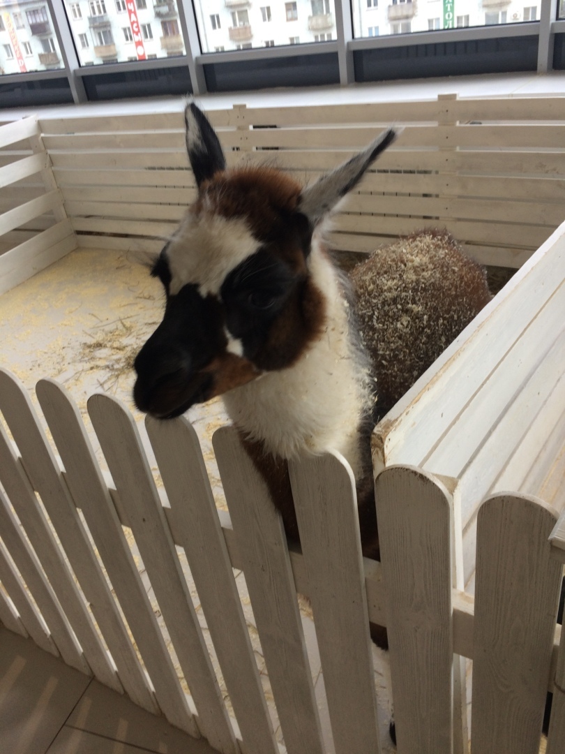 Нашел собаку. Как ее сделать своей?