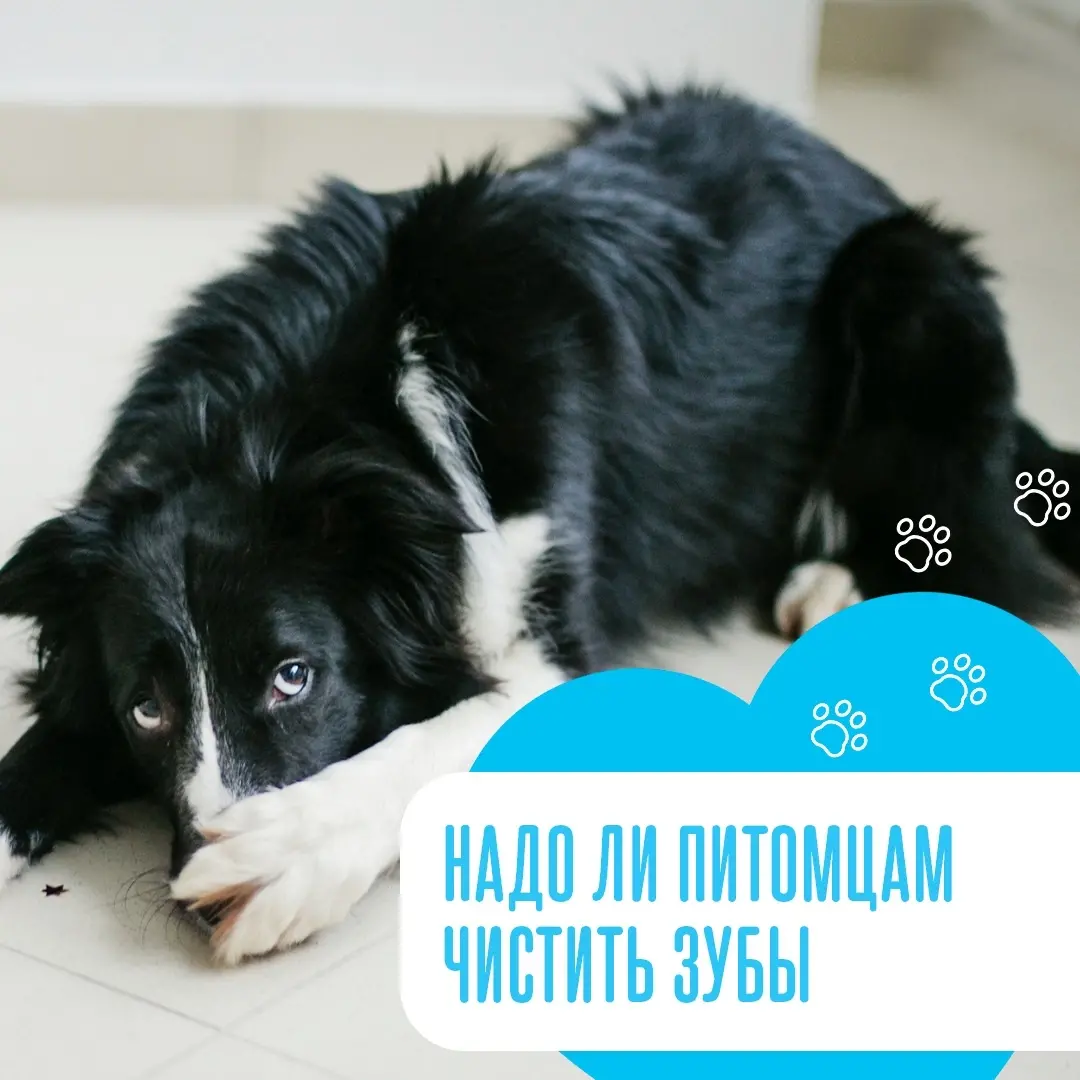 Надо ли чистить зубы питомцу 🐈 👩🏼‍⚕️ 🐕