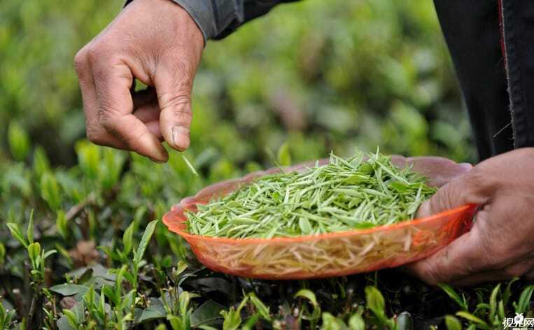 Напиток, утоляющий жажду и освежающий в жаркую погоду. Чай китайских императоров - белый чай.