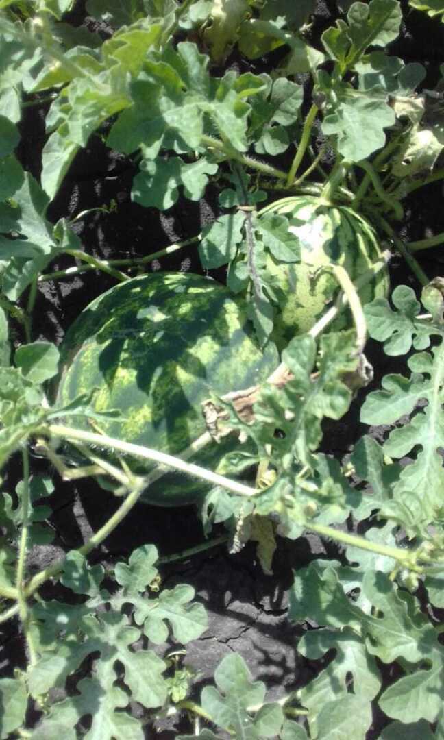 Арбуз- вкусное и полезное летнее лакомство