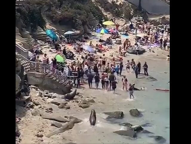 Морские львы прогнали туристов с пляжа. Пляжная девушка спровоцировала животных