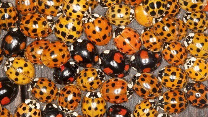 Как зимуют разные животные?