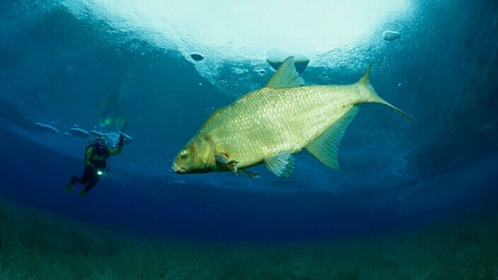 Как зимуют разные животные?