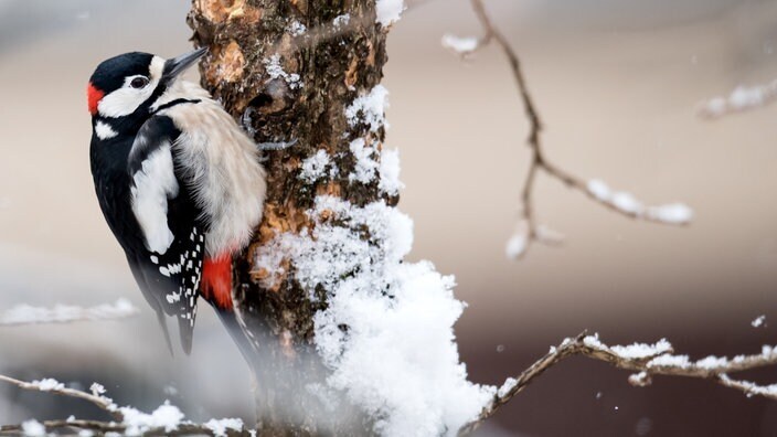 Фенология: учение о явлениях