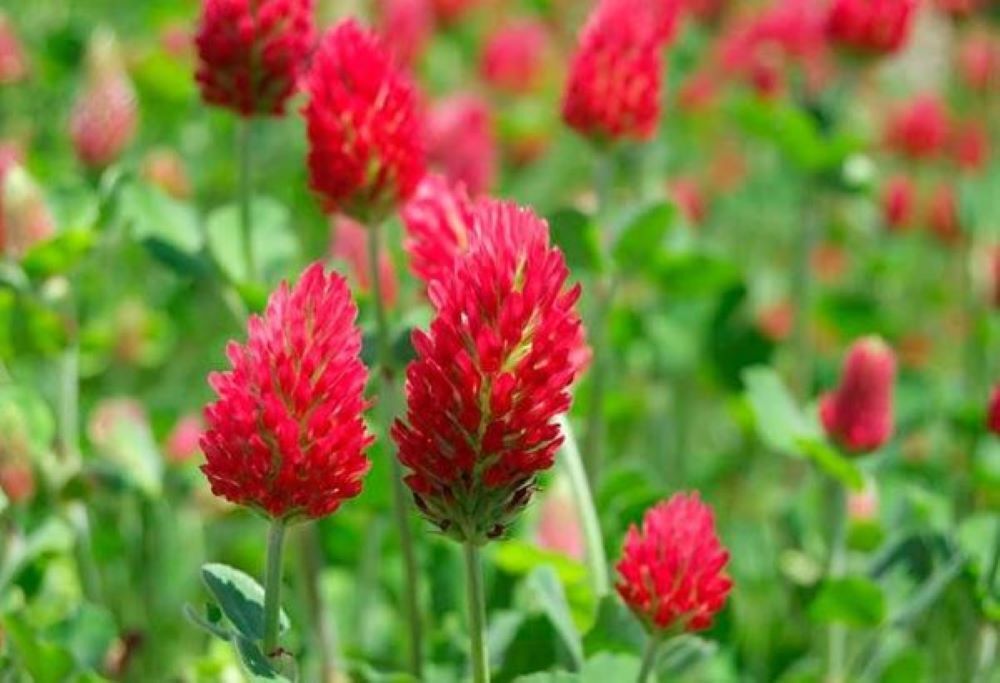 Красный клевер: целебное растение