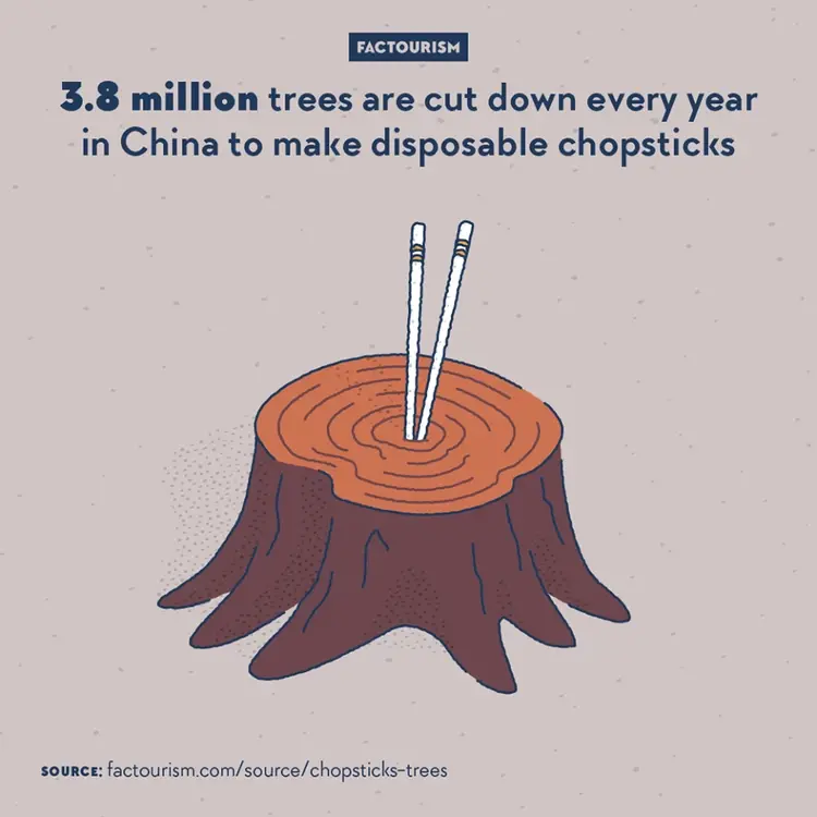 Ежегодно в Китае вырубают 3,8 миллиона деревьев, чтобы сделать одноразовые палочки для еды