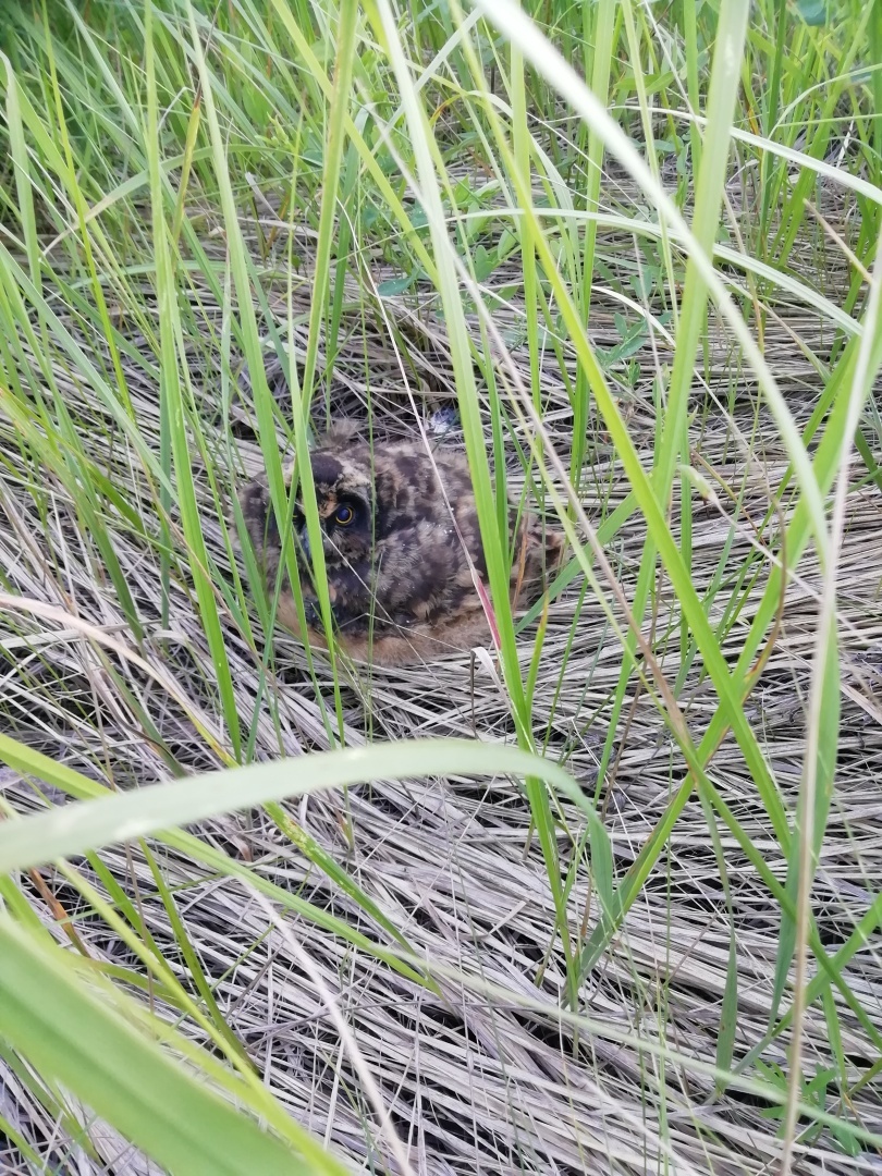 Как поехали мы загрибами