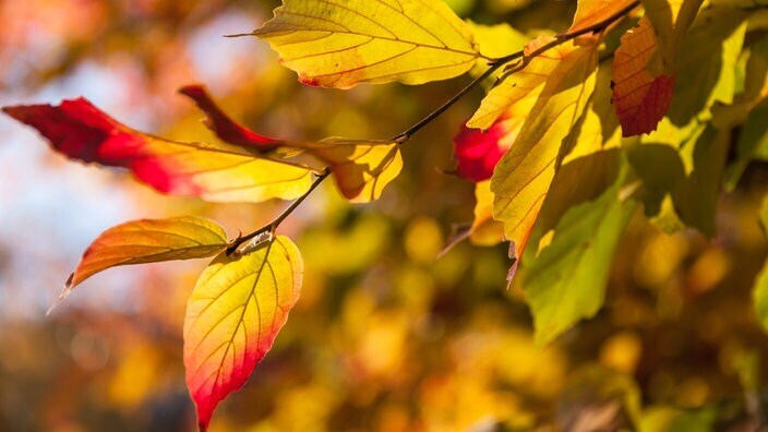 Фенология: учение о явлениях