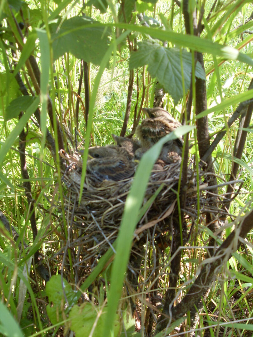 Сюрприз в смородине или вопрос о орнитофобии.