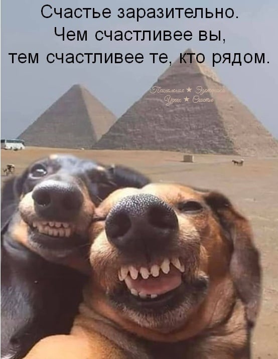 Господа, ваше веселье оскорбляет чувства паникующих!