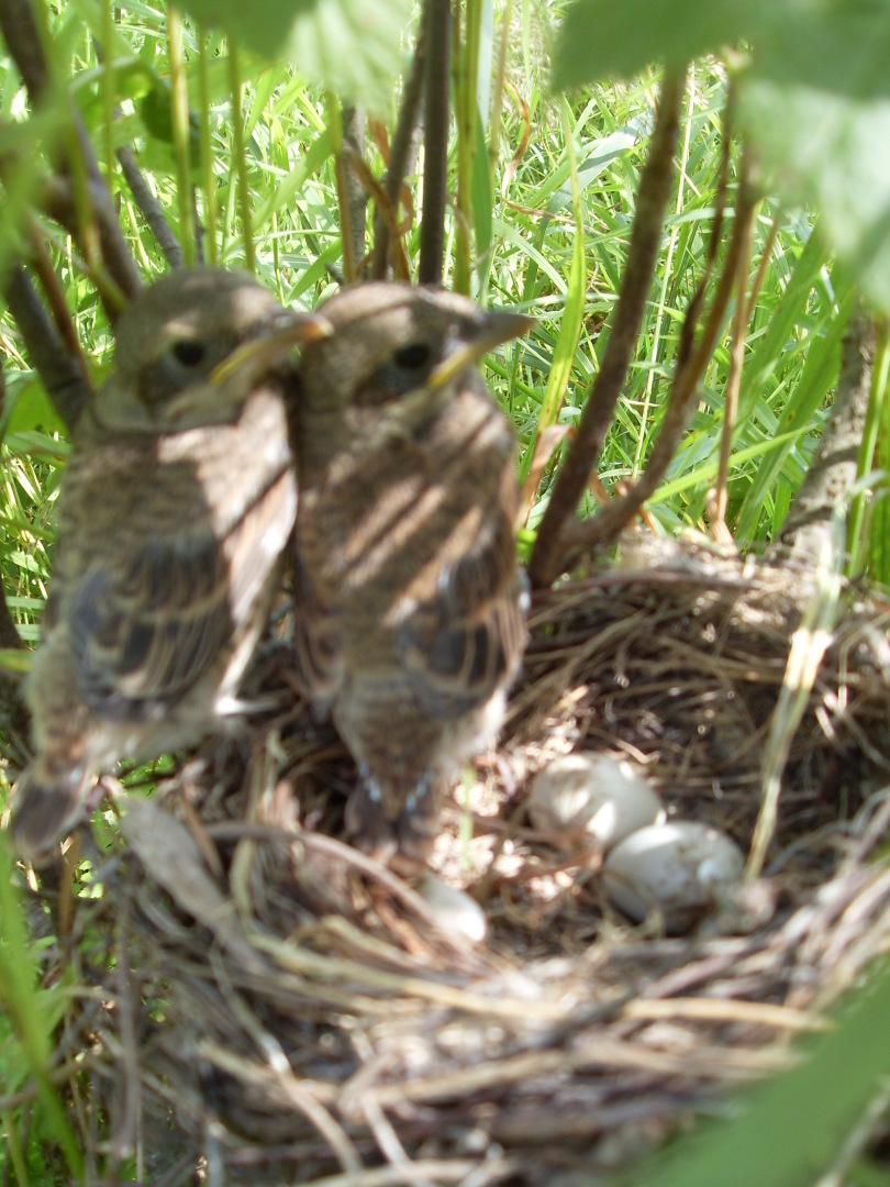 Сюрприз в смородине или вопрос о орнитофобии.