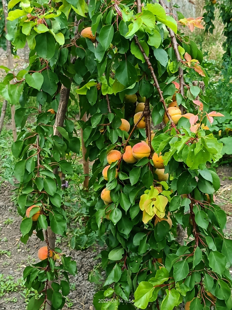 Яблоки и абрикосы, клубника второй раз зацвела 😋